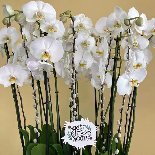 Towering Orchids  (بساتين الفاكهة الشاهقة)