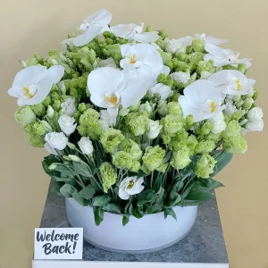 Cox Lisianthus (كوكس ليسيانثوس)