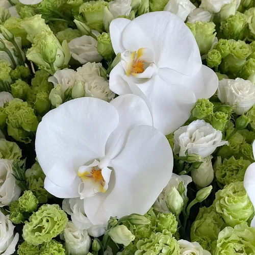 Cox Lisianthus (كوكس ليسيانثوس)