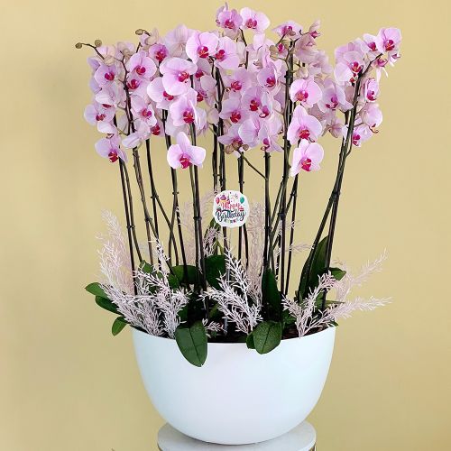 Elite Pink (إيليت بينك)