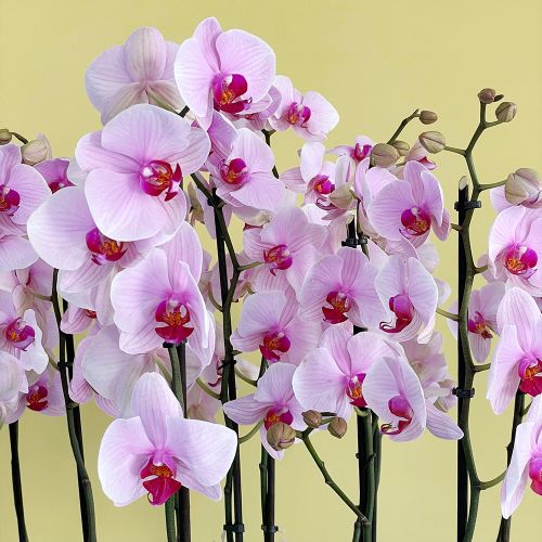 Elite Pink (إيليت بينك)