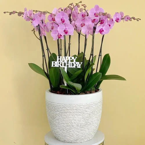 Chattala (شاتالا)