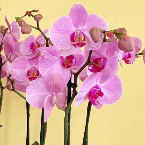 Chattala (شاتالا)