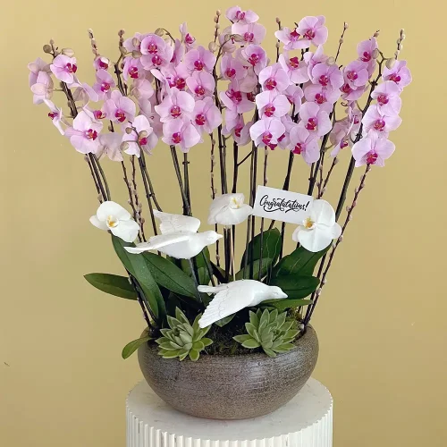 Felicitation (تهنئة)