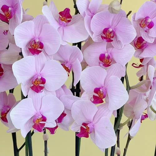 Felicitation (تهنئة)