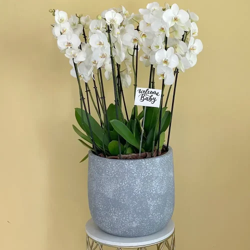 Attractive (فاتنة)