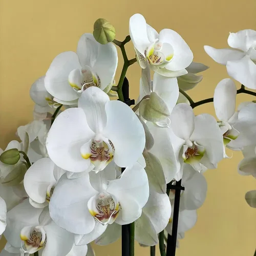 Attractive (فاتنة)