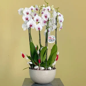 Happy Red Lips-1 (حبي رد لبس-1)