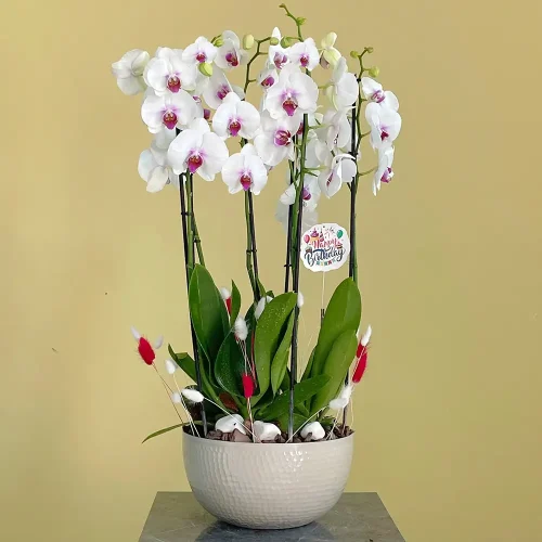 Happy Red Lips-1 (حبي رد لبس-1)