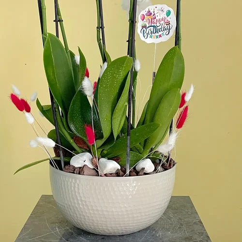 Happy Red Lips-1 (حبي رد لبس-1)