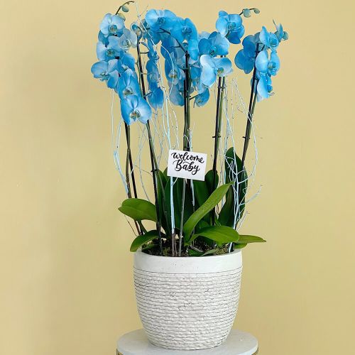 Magical White Blue Orchid (الأوركيد الأبيض الأزرق السحري)