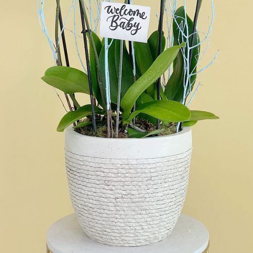 Magical White Blue Orchid (الأوركيد الأبيض الأزرق السحري)