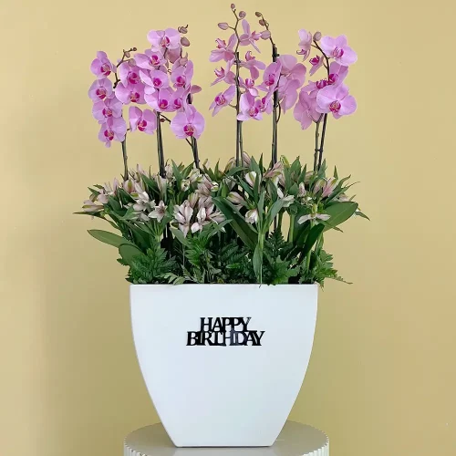 Sweet Pink-1 (وردي حلو-1)