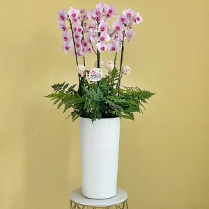 Pinky Orchid ( الأوركيد الوردية)