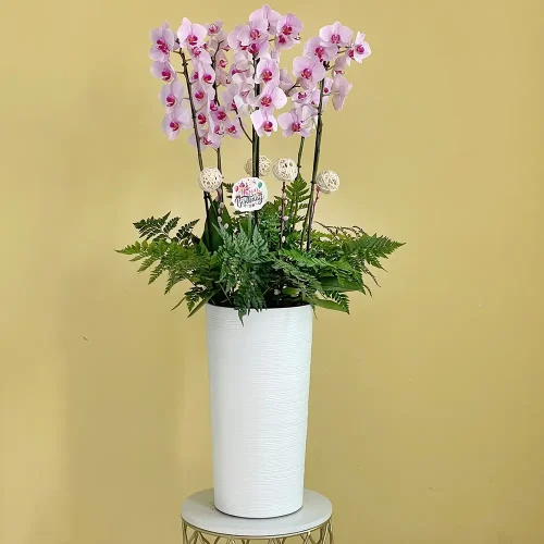 Pinky Orchid ( الأوركيد الوردية)