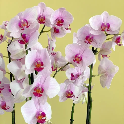 Pinky Orchid ( الأوركيد الوردية)