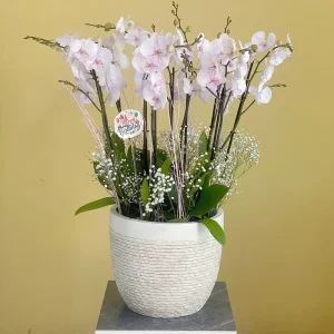 Ambon bloom(زهور أمبون)