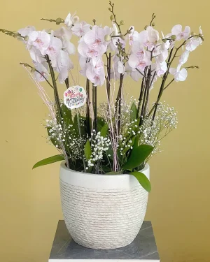 Ambon bloom(زهور أمبون)