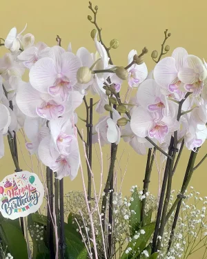 Ambon bloom(زهور أمبون)