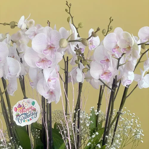 Ambon bloom(زهور أمبون)