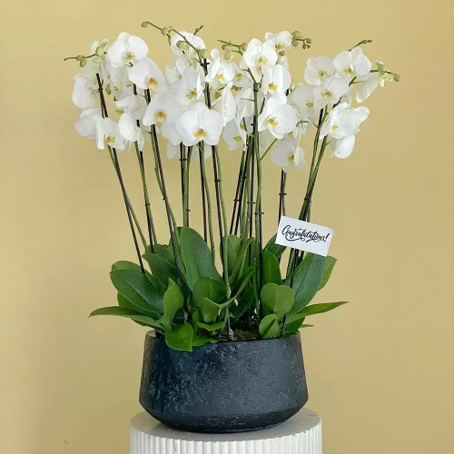 Orchid Round-3(الأوركيد الجولة 3)