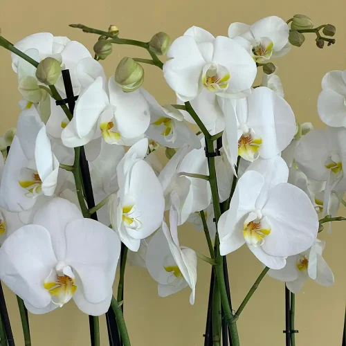 Orchid Round-3(الأوركيد الجولة 3)