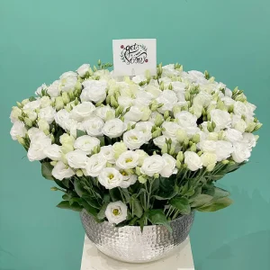 Lisianthus Garden(حديقة ليسيانثوس)