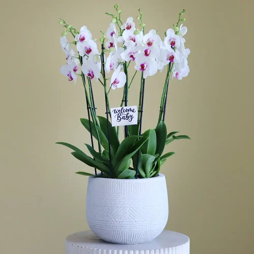 Lovely Red lips orchids-1(جميل اوركيد الشفاه الحمراء -1)