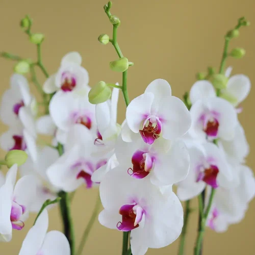 Lovely Red lips orchids-1(جميل اوركيد الشفاه الحمراء -1)