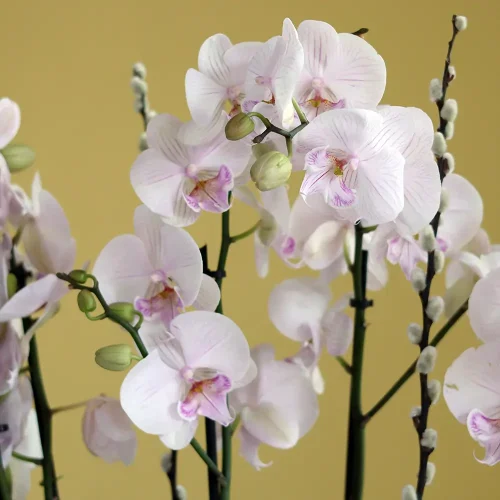 Applause(تصفيق)