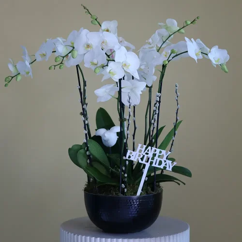 Natural Beauty(الجمال الطبيعي)