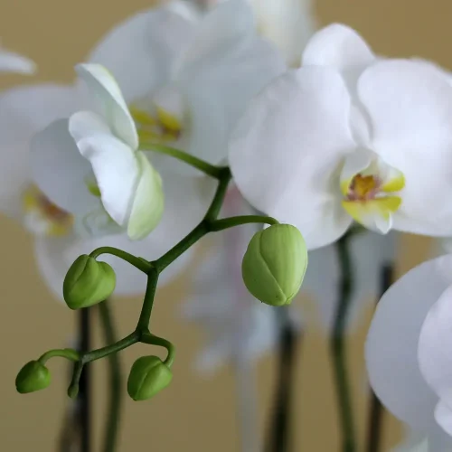 Natural Beauty(الجمال الطبيعي)