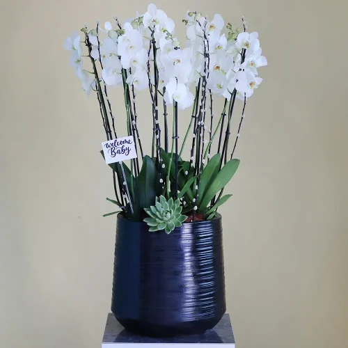 Orchid VIP (الأوركيد في اي بي)