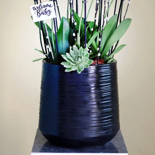 Orchid VIP (الأوركيد في اي بي)