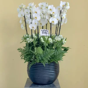 beloved white (الحبيب الأبيض)