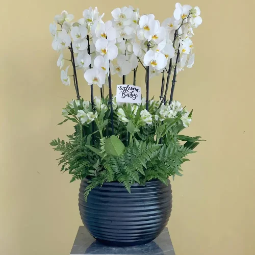 beloved white (الحبيب الأبيض)