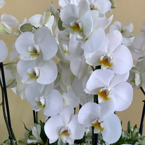 beloved white (الحبيب الأبيض)