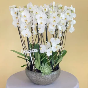 Plants Beauty (جمال النباتات)