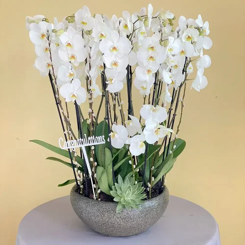 Plants Beauty (جمال النباتات)