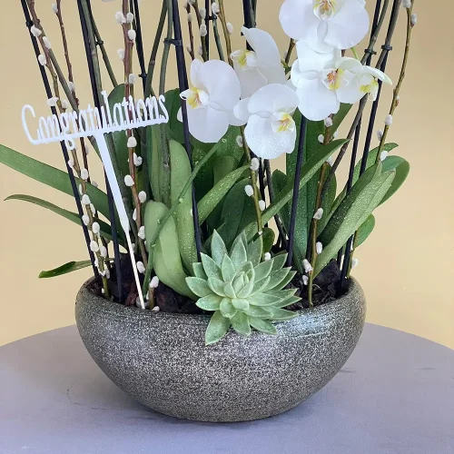 Plants Beauty (جمال النباتات)