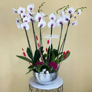 Blooming Orchids (بلومينق أوركيد)