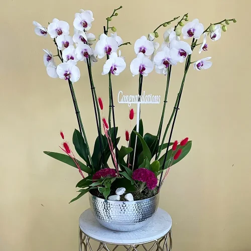 Blooming Orchids (بلومينق أوركيد)