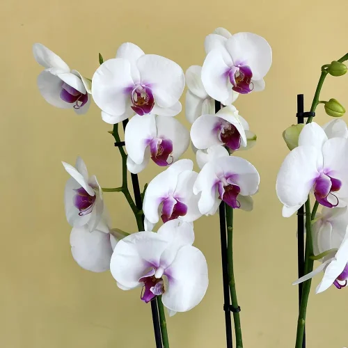 Blooming Orchids (بلومينق أوركيد)