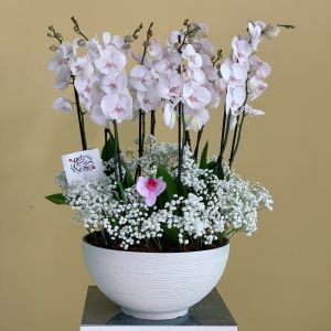 Delightful Pink (اللون الوردي المبهج)