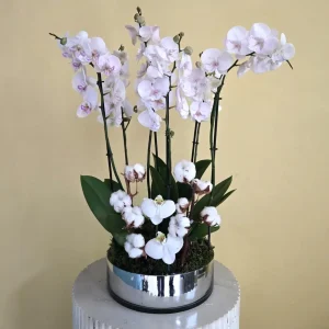 Blooming Manta Orchids (زهور مانتا المزهرة)