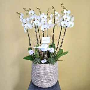 Immaculate Phalaenopsis (زهرة الأوركيد الطاهرة)
