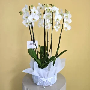 New Year's Gift (هدية رأس السنة)