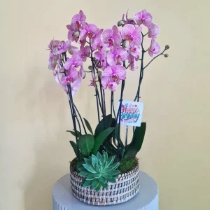 Jupiter In Basket (المشتري في السلة)