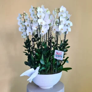Phalaenopsis Garden (حديقة فيلانوبسيس)