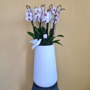 Phalaenopsis Red Lips (زهرة الأوركيد ذات الشفاه الحمراء)